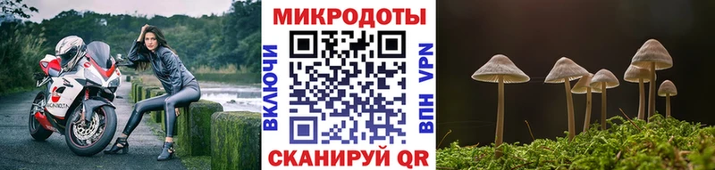 Галлюциногенные грибы Psilocybe  Трубчевск 